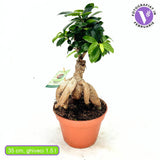 Ficus Bonsai Ginseng, 30 cm cu radacini groase, planta de interior, purificatoare aer