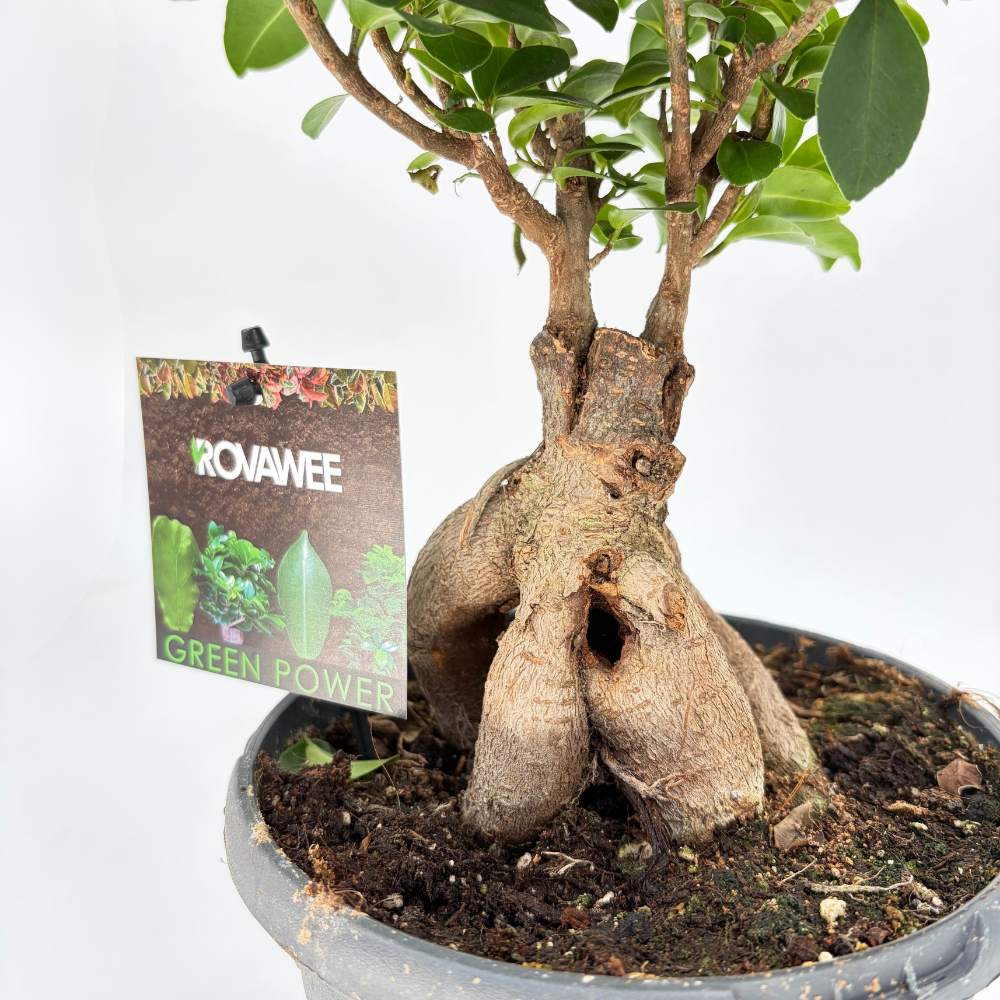 Ficus Bonsai Ginseng cu radacini groase, 30-40 cm, planta de interior, purificatoare aer