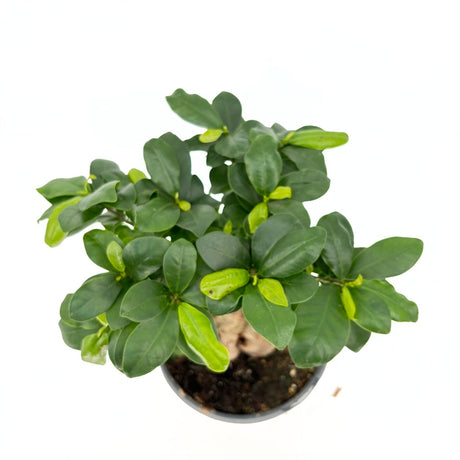 Ficus Bonsai Ginseng cu radacini groase, 30-40 cm, planta de interior, purificatoare aer