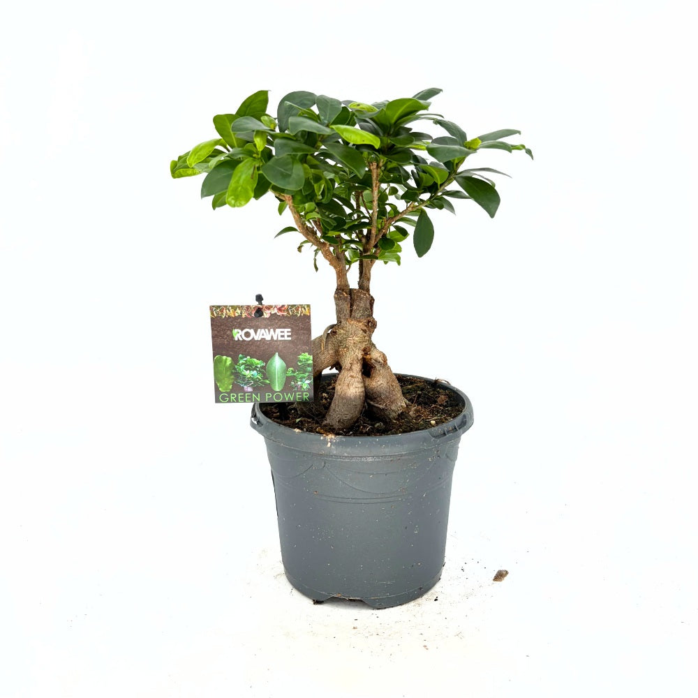 Ficus Bonsai Ginseng cu radacini groase, 30-40 cm, planta de interior, purificatoare aer