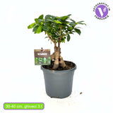 Ficus Bonsai Ginseng cu radacini groase, 30-40 cm, planta de interior, purificatoare aer