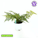 Feriga de Gradina (Dryopteris Erythrosora), decorativa cu frunze bronz-verzui pentru umbra si semiumbra