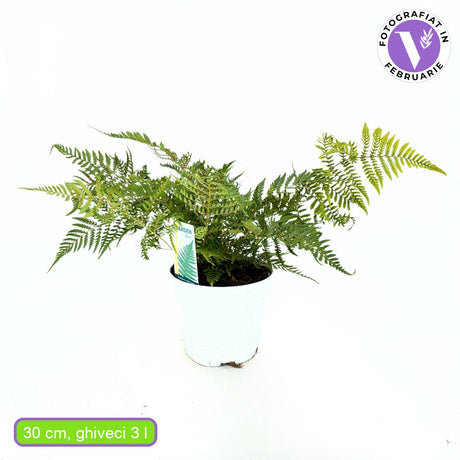 Feriga de Gradina (Dryopteris Erythrosora), decorativa cu frunze bronz-verzui pentru umbra si semiumbra