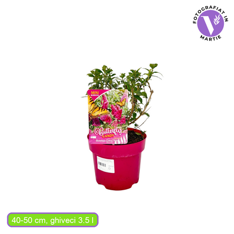 Liliac de Vara Miss Ruby (Buddleja), arbust cu crestere compacta, cu flori roz-magenta, inflorire lunga