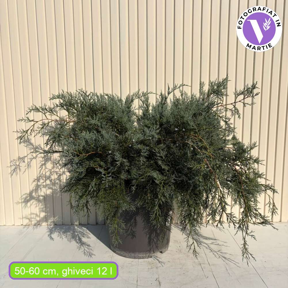 Ienupar de Virginia Grey Owl, frunzis argintiu-verzui, tarator, decorativ argintiu, vesnic verde, ideal pentru taluzuri si stancarii