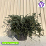 Ienupar de Virginia Grey Owl, frunzis argintiu-verzui, tarator, decorativ argintiu, vesnic verde, ideal pentru taluzuri si stancarii