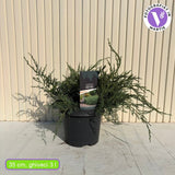 Ienupar de Virginia Grey Owl, frunzis argintiu-verzui, tarator, decorativ argintiu, vesnic verde, ideal pentru taluzuri si stancarii
