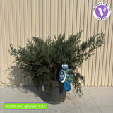 Ienupar de Virginia Grey Owl, frunzis argintiu-verzui, tarator, decorativ argintiu, vesnic verde, ideal pentru taluzuri si stancarii