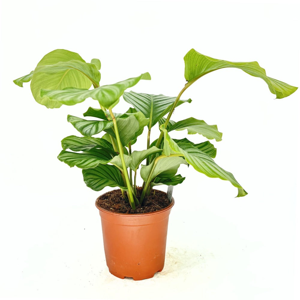 Planta care se Roaga Calathea Orbifolia, 75 cm,  frunze mari, rotunde si stralucitoare, dungi argintii, pentru un decor de efect