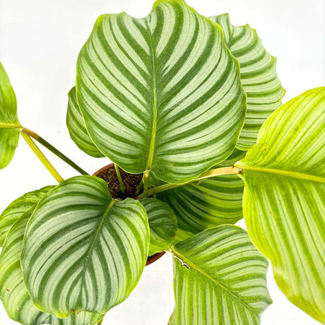 Planta care se Roaga Calathea Orbifolia, 75 cm,  frunze mari, rotunde si stralucitoare, dungi argintii, pentru un decor de efect