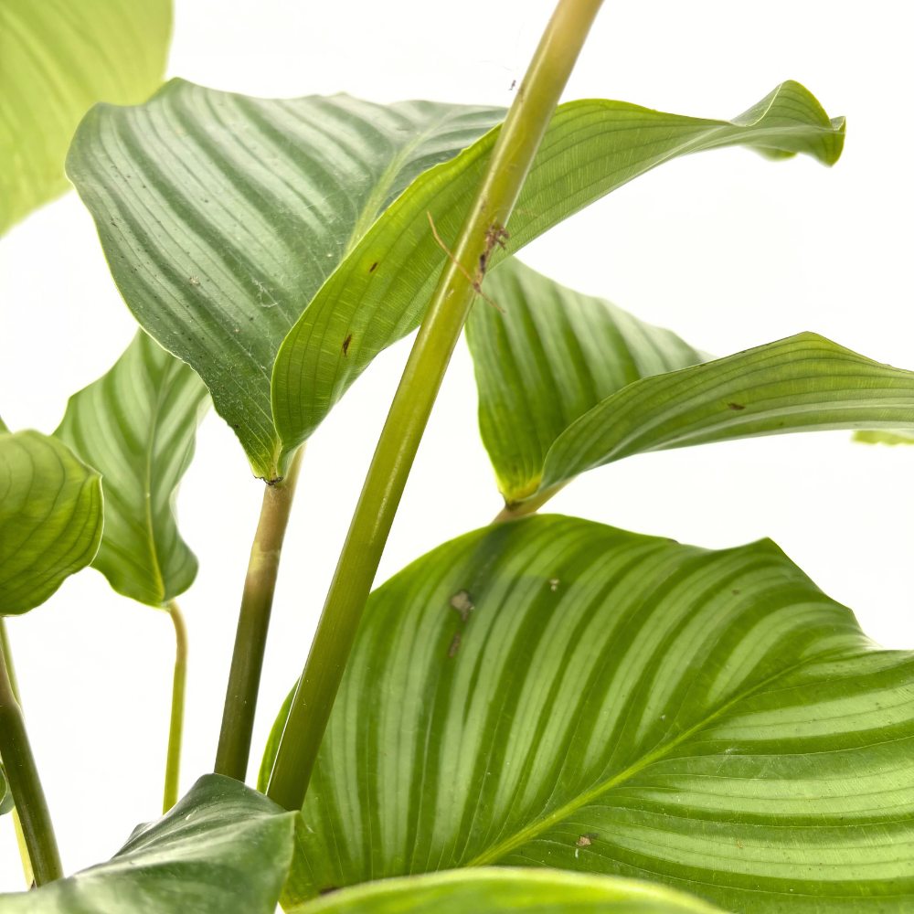 Planta care se Roaga Calathea Orbifolia, 75 cm,  frunze mari, rotunde si stralucitoare, dungi argintii, pentru un decor de efect