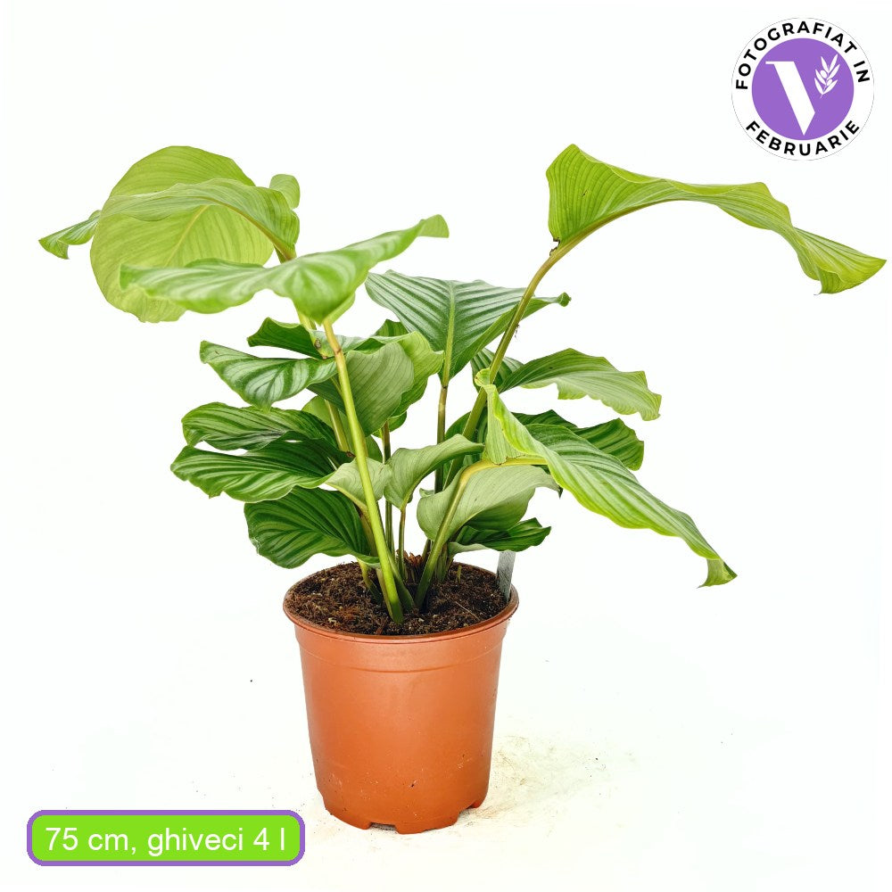 Planta care se Roaga Calathea Orbifolia, 75 cm,  frunze mari, rotunde si stralucitoare, dungi argintii, pentru un decor de efect