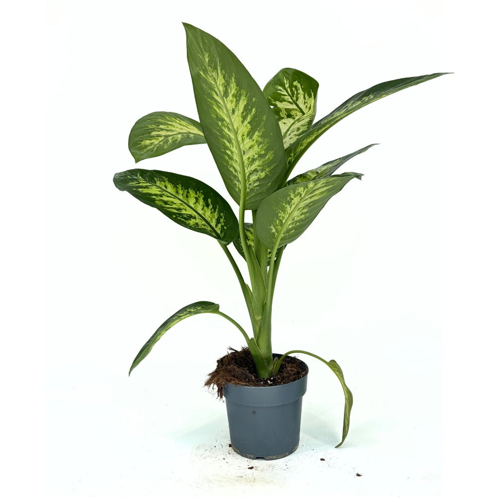Dieffenbachia Tropical Snow, 70-80 cm, frunze verzi cu pete albe decorative, planta tropicala purificatoare de aer
