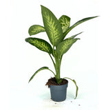 Dieffenbachia Tropical Snow, 70-80 cm, frunze verzi cu pete albe decorative, planta tropicala purificatoare de aer