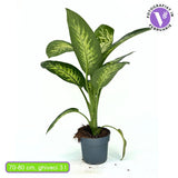 Dieffenbachia Tropical Snow, 70-80 cm, frunze verzi cu pete albe decorative, planta tropicala purificatoare de aer