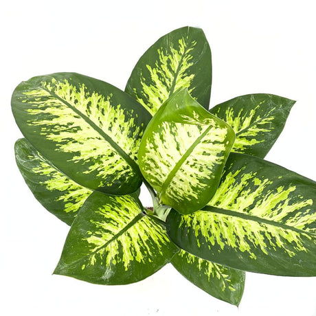 Dieffenbachia Tropical Snow, 70-80 cm, frunze verzi cu pete albe decorative, planta tropicala purificatoare de aer