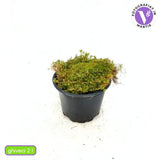 Muschi de Piatra Scotian Sagina Subulata Verde, taratoare, vesnic verde