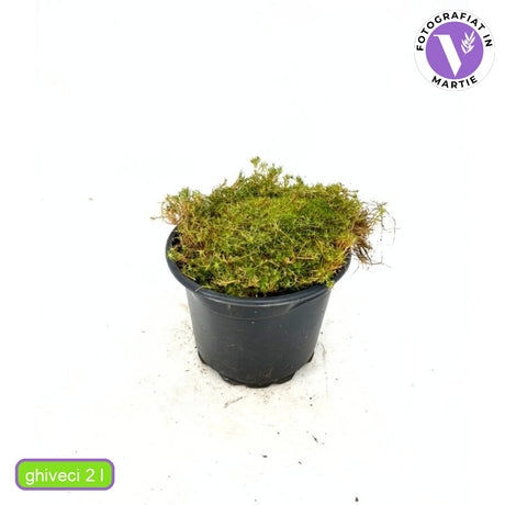 Muschi de Piatra Scotian Sagina Subulata Verde, taratoare, vesnic verde