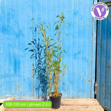 Bambus Columnar (Fargesia) Obelisk, neinvaziv, vesnic verde, gard viu, crestere columnara si rapida, simbol de protectie si integritate