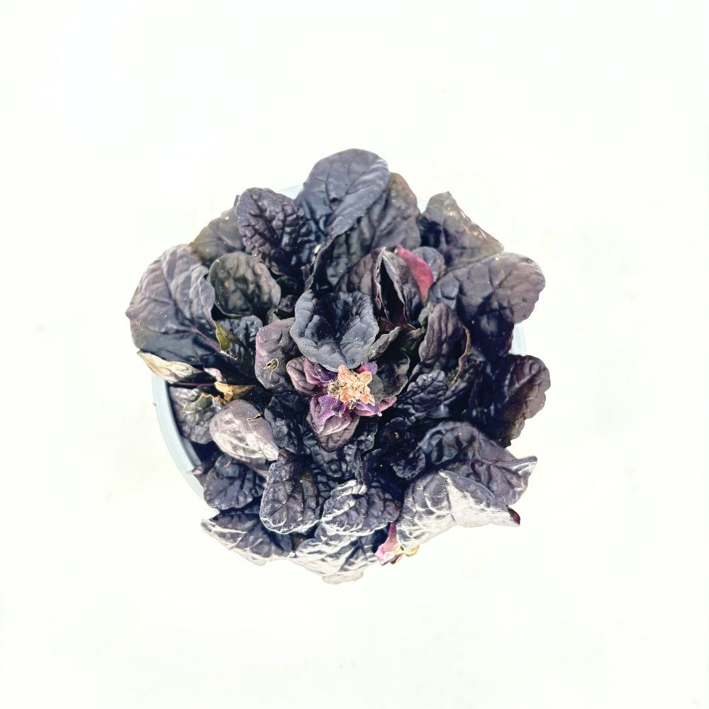 Vinetica Black Scallop (Ajuga reptans), vesnic verde cu frunzis mov-inchis lucios si flori albastre decorative, acoperitoare de sol