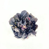 Vinetica Black Scallop (Ajuga reptans), vesnic verde cu frunzis mov-inchis lucios si flori albastre decorative, acoperitoare de sol