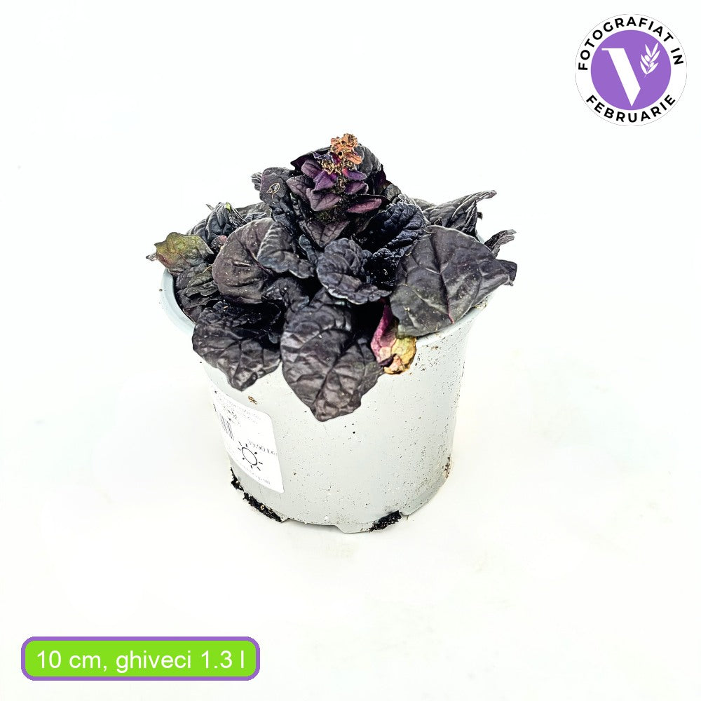 Vinetica Black Scallop (Ajuga reptans), vesnic verde cu frunzis mov-inchis lucios si flori albastre decorative, acoperitoare de sol