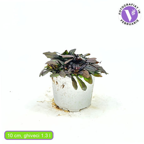 Vinetica Chocolate Chips (Ajuga reptans), planta decorativa vesnic verde cu frunzis intunecat si flori albastre