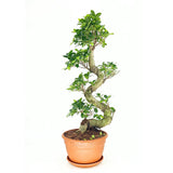 Ficus Bonsai Ginseng Forma Spirala, 80 cm, bonsai decorativ, planta de interior, purificator aer