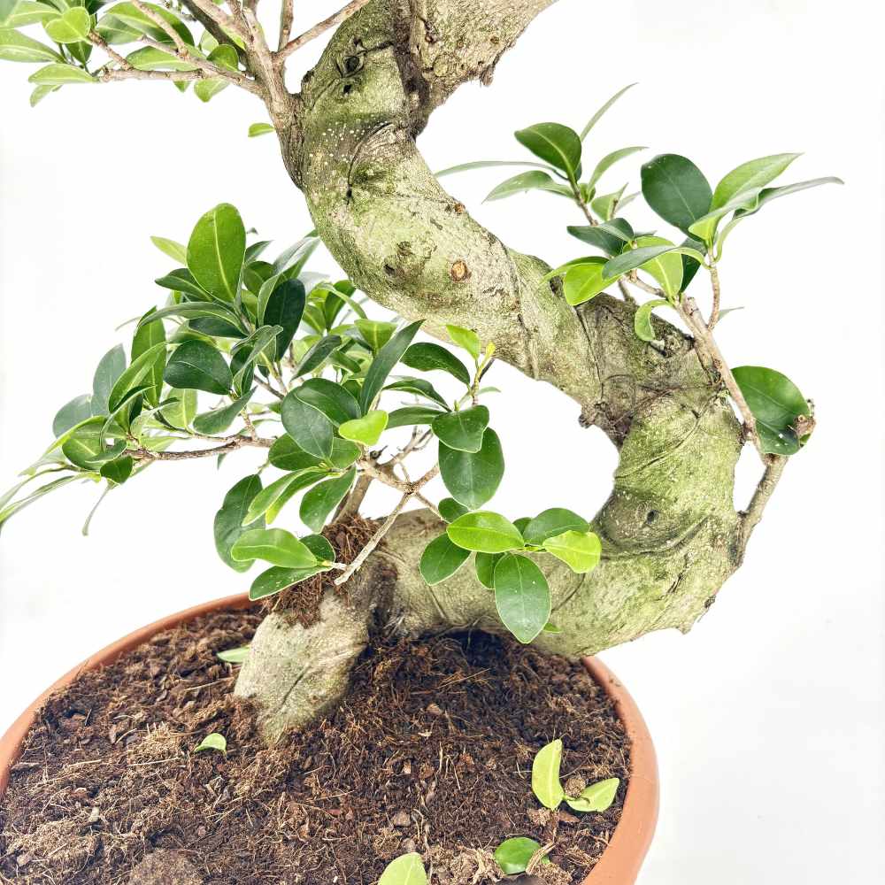 Ficus Bonsai Ginseng Forma Spirala, 80 cm, bonsai decorativ, planta de interior, purificator aer