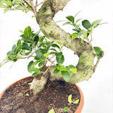 Ficus Bonsai Ginseng Forma Spirala, 80 cm, bonsai decorativ, planta de interior, purificator aer