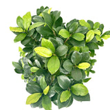 Ficus Bonsai Ginseng Forma Spirala, 80 cm, bonsai decorativ, planta de interior, purificator aer