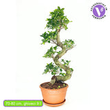 Ficus Bonsai Ginseng Forma Spirala, 80 cm, bonsai decorativ, planta de interior, purificator aer