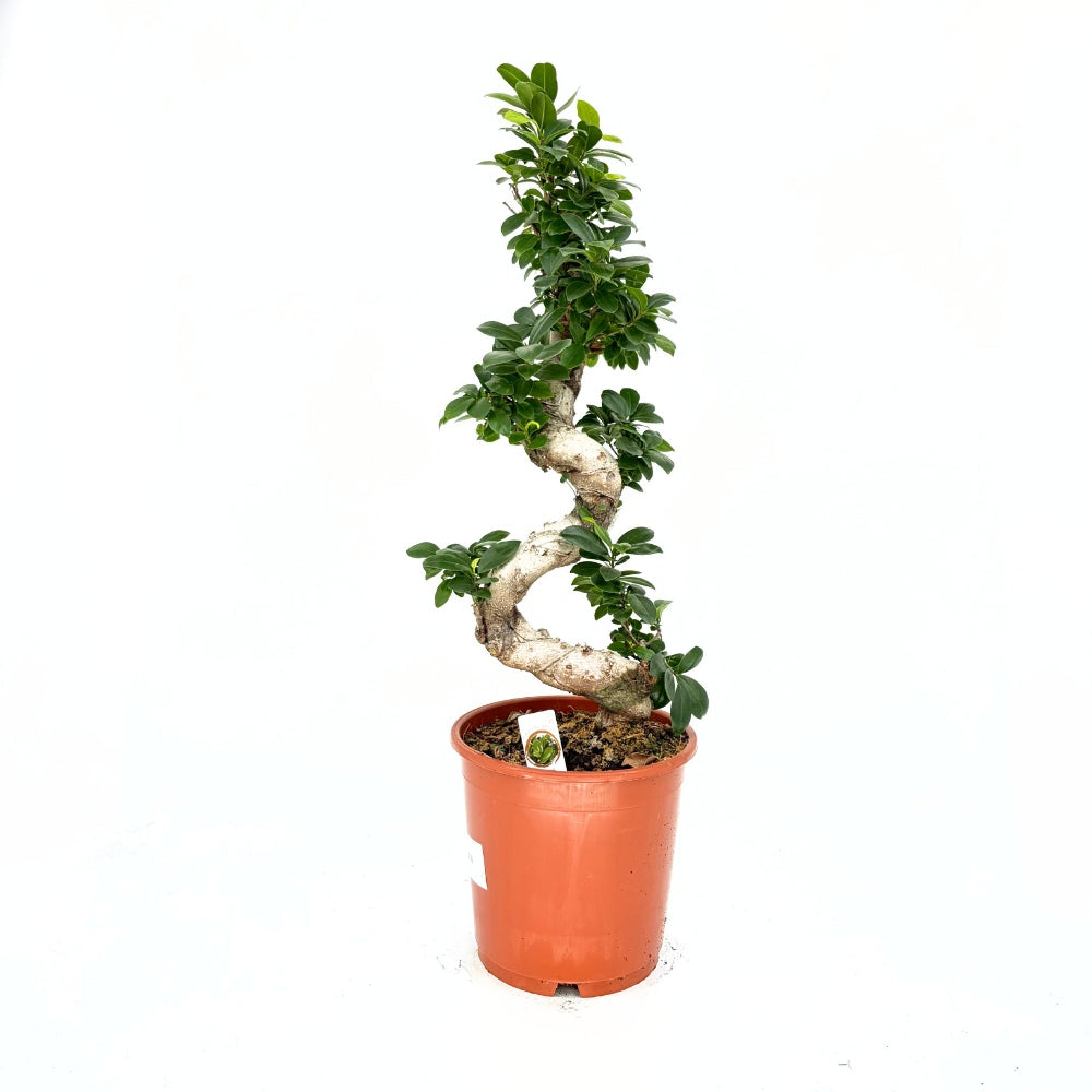 Ficus Bonsai Ginseng Forma Spirala, 80 cm, bonsai decorativ, planta de interior, purificator aer