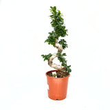 Ficus Bonsai Ginseng Forma Spirala, 80 cm, bonsai decorativ, planta de interior, purificator aer