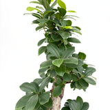Ficus Bonsai Ginseng Forma Spirala, 80 cm, bonsai decorativ, planta de interior, purificator aer