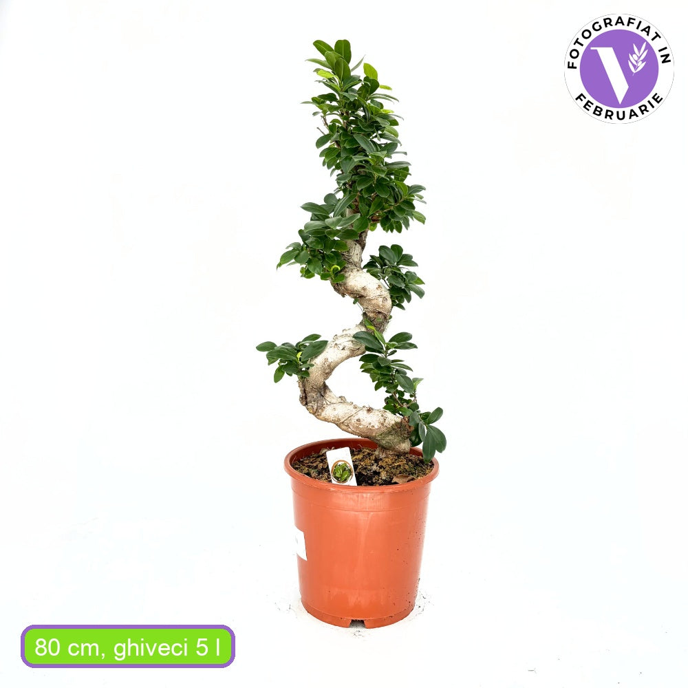 Ficus Bonsai Ginseng Forma Spirala, 80 cm, bonsai decorativ, planta de interior, purificator aer