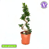Ficus Bonsai Ginseng Forma Spirala, 80 cm, bonsai decorativ, planta de interior, purificator aer