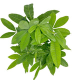 Arborele Banilor (Pachira Aquatica), cu tulpina Impletita, planta de interior norocoasa, purificatoare de aer - 110 cm