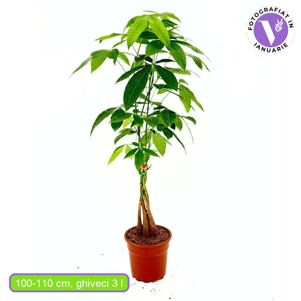 Arborele Banilor (Pachira Aquatica), cu tulpina Impletita, planta de interior norocoasa, purificatoare de aer - 100-110 cm