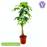 Arborele Banilor (Pachira Aquatica), cu tulpina Impletita, planta de interior norocoasa, purificatoare de aer - 100-110 cm