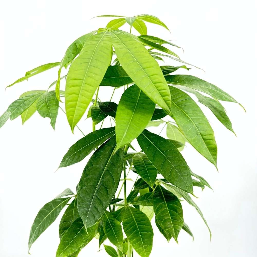 Arborele Banilor (Pachira Aquatica), cu tulpina Impletita, planta de interior norocoasa, purificatoare de aer - 100-110 cm