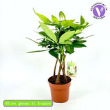 Arborele Banilor (Pachira Aquatica), cu tulpini libere, planta de interior norocoasa, purificatoare de aer - 65 cm
