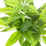 Arborele Banilor (Pachira Aquatica), cu tulpini libere, planta de interior norocoasa, purificatoare de aer - 65 cm