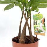 Arborele Banilor (Pachira Aquatica), cu tulpini libere, planta de interior norocoasa, purificatoare de aer - 65 cm
