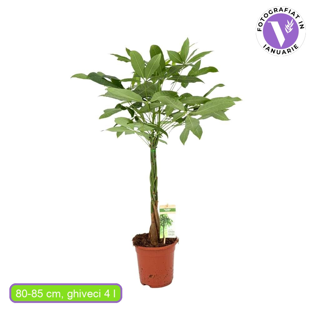 Arborele Banilor (Pachira Aquatica), cu tulpina Impletita, planta de interior norocoasa, purificatoare de aer - 80-95 cm