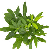 Arborele Banilor (Pachira Aquatica), cu tulpina Impletita, planta de interior norocoasa, purificatoare de aer - 80-95 cm