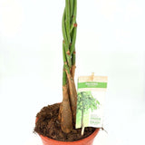 Arborele Banilor (Pachira Aquatica), cu tulpina Impletita, planta de interior norocoasa, purificatoare de aer - 80-95 cm