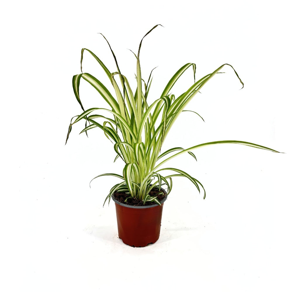 Planta Paianjen (Chlorophytum Comosum) Variegatum, cu frunze verzi si albe arcuite, planta de interior - 40 cm