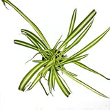 Planta Paianjen (Chlorophytum Comosum) Variegatum, cu frunze verzi si albe arcuite, planta de interior - 40 cm