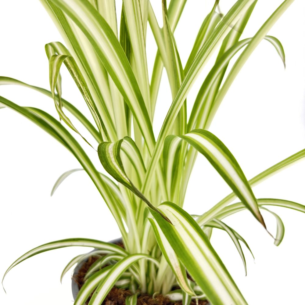 Planta Paianjen (Chlorophytum Comosum) Variegatum, cu frunze verzi si albe arcuite, planta de interior - 40 cm